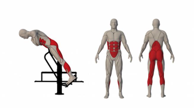 Straight bench/Back extension